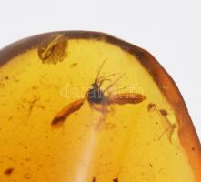 Borostyán, benne szúnyog, h: 4 cm