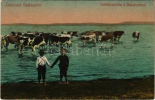 Balatonszárszó, tehéncsorda a Balatonban. Szép Kálmán kiadása (EK)