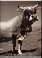 1935 1932 Brassai (eredetileg Halász Gyula) (1899-1984) magyar - francia fotóművész felvétele, 1 db modern nagyítás, jelzés nélkül, 21x15 cm