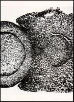 cca 1910 Fotomikrográfia egy növény szárának keresztmetszetéről, 1 db modern nagyítás, jelzés nélkül, 15x21 cm