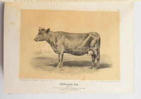 M. Fürstenberg - Ottomar Rohde: Die Rindviehzucht nach ihrem jetzigen rationellen Standpunkt. Zweite...