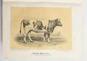 M. Fürstenberg - Ottomar Rohde: Die Rindviehzucht nach ihrem jetzigen rationellen Standpunkt. Zweite...