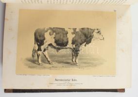 M. Fürstenberg - Ottomar Rohde: Die Rindviehzucht nach ihrem jetzigen rationellen Standpunkt. Zweite...