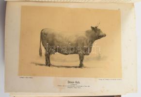 M. Fürstenberg - Ottomar Rohde: Die Rindviehzucht nach ihrem jetzigen rationellen Standpunkt. Zweite...