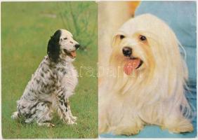 KUTYA - 40 db MODERN képeslap (30 megírt + 10 megíratlan) / DOGS - 40 modern postcards