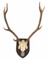 1939 Kárpátalja Szarvas trófea, 85x60 cm