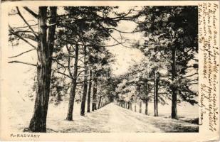 1924 Füzérradvány, Radvány; Gróf Károlyi kastély parkja, fasor. Seefehlner J. L. (EB)