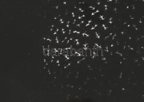 1977 Tóth Béla kaposvári fotóművész felvétele (Asszonyok), 1 db nagyméretű, feliratozott, vintage al...