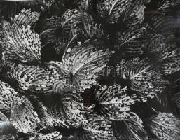 1977 Gollob József (1934-2009) ipar- és fotóművész felvétele (Levelek), 1 db nagyméretű, feliratozot...