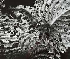 1977 Gollob József (1934-2009) ipar- és fotóművész felvétele (Levelek), 1 db nagyméretű, feliratozot...