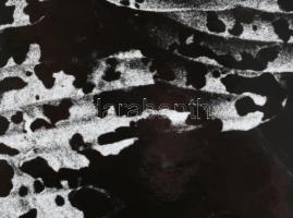 1977 Gollob József (1934-2009) ipar- és fotóművész felvétele (Levelek), 1 db nagyméretű, feliratozot...