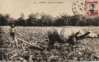 Tonkin indigenous peasant