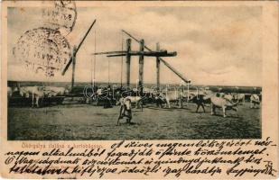1901 Hortobágy, ökörgulya itatása; kiadja Pongrácz Géza, Kiss Ferencz eredeti fényképe után (fl)
