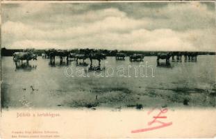 1900 Hortobágy, délibáb. Pongrácz Géza kiadása, Kiss Ferenc felvétele (EK)