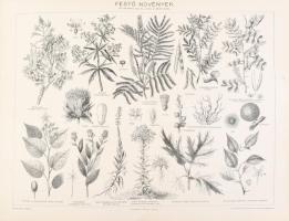 cca 1900 Vegyes képtáblák a Pallas Nagy Lexikonából (fűszernövények, fűtőszerkezetek, fonóeszközök é...