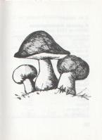 Tolnai Kálmán: Gombagyűjtők szakácskönyve I-II. [Teljes mű két kötetben.] (Számozott minikönyv.)
[B...