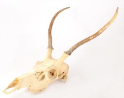 Nagyobb méretű trófea, 68x38 cm