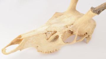 Nagyobb méretű trófea, 68x38 cm