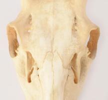 Nagyobb méretű trófea, 68x38 cm