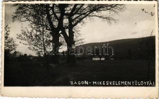 1941 Zágon, Zagon; Mikes Kelemen tölgyfái / the oak trees of Kelemen Mikes. photo (kis szakadás / small tear)
