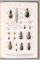[Rovarok könyve] Reitter, Edmund; Lutz, K. G.: Fauna Germanica : die Käfer des Deutschen Reiches ; N...