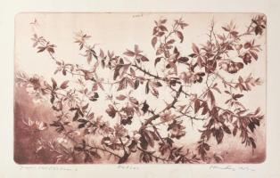Hertay Mária (1932-2018): Japán birs. Rézkarc, papír, jelzett, számozott (84/100), lapszéli ázásnyommal, 39×60 cm