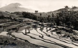 Bali Rice terraces photo