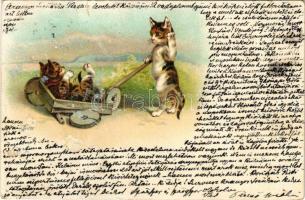 1899 Macskák művészlap / cats art postcard. litho (b)