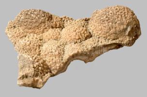 Megkövesedett korall, 13x10 cm