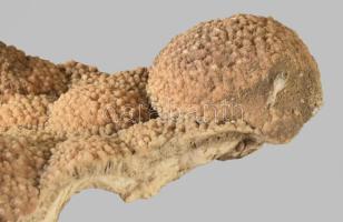 Megkövesedett korall, 13x10 cm