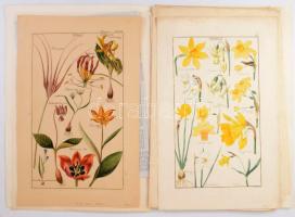 ca 1850 20 db nagy méretű növényeket, nagyrészt virágokat mutató kézzel színezett rézmetszet. Lapmér...