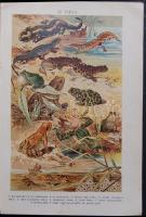 Nógrádi László: Séták a nagy természetben, Franklin társulat Bp. 1904,  Gazdagon illusztrált litho k...