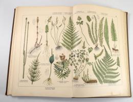 Gotthilf Heinrich von Schubert: Naturgeschichte des Pflanzenreichs nach dem Linnéschen System. 54 fe...