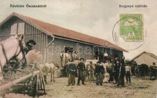 Őscsanád Potato Transportation (gluemark)