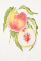 Pomológia. I., III., V. köt. [Teljes sorozat, csak ez a három kötet jelent meg!] I.: Őszibarack I.; ...