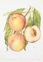 Pomológia. I., III., V. köt. [Teljes sorozat, csak ez a három kötet jelent meg!] I.: Őszibarack I.; ...