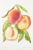 Pomológia. I., III., V. köt. [Teljes sorozat, csak ez a három kötet jelent meg!] I.: Őszibarack I.; ...