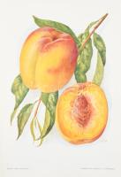 Pomológia. I., III., V. köt. [Teljes sorozat, csak ez a három kötet jelent meg!] I.: Őszibarack I.; ...