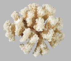 Fehér korall, 15x13 cm