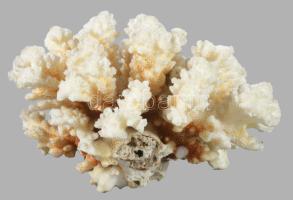 Fehér korall, 15x13 cm