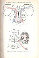 Az Orvosképzés folyóirat XXIX. évfolyamának különszámai 1-3. (1939).
1. különszám: Bakay-füzet. Tan...