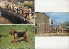 ÁLLATOK - 37 db MODERN motívum képeslap (Képzőművészeti Alap) / ANIMALS - 37 modern motive postcards