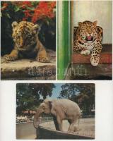 ÁLLATOK - 37 db MODERN motívum képeslap (Képzőművészeti Alap) / ANIMALS - 37 modern motive postcards