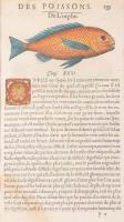 ca 1550. Des Poissons - Orphe (lat: Cernua). Pierre Belon L'histoire naturelle des estranges po...