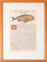 ca 1550. Des Poissons - Orphe (lat: Cernua). Pierre Belon L'histoire naturelle des estranges po...