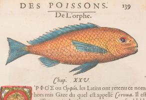 ca 1550. Des Poissons - Orphe (lat: Cernua). Pierre Belon L'histoire naturelle des estranges po...