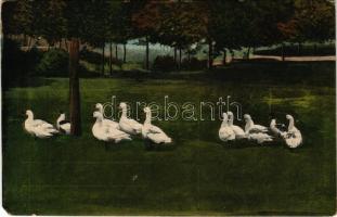 Balatonszárszó, Szárszó; Libák a réten. Szép Kálmán kiadása (EM)