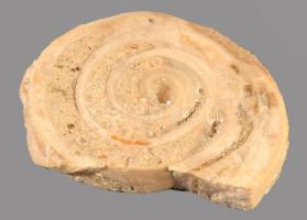 Csiga fosszília kristály zárványokkal, 6x5 cm