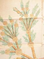 1753-1757 "Familia Kamarás" családfája, kézzel festett, latin nyelvű szöveggel, papír vász...