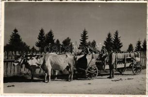 Csíksomlyó, Sumuleu Ciuc; Borvíz szállítás ökörszekéren / oxen cart transporting mineral water (fl)